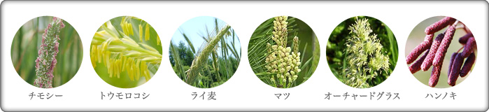 成分一覧